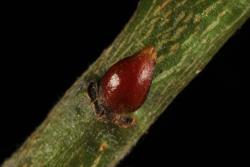 Salix aegyptiaca × S. caprea. Leaf bud scale.
 Image: D. Glenny © Landcare Research 2020 CC BY 4.0